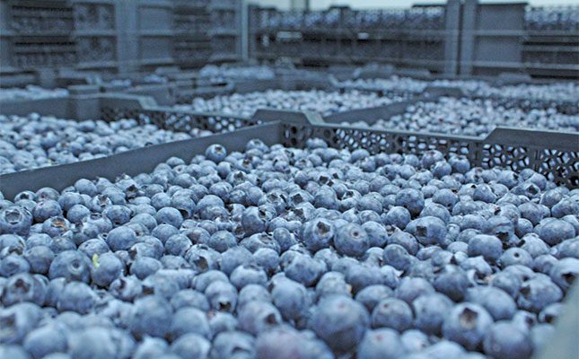 ბაღის მენეჯმენტი და ექსპორტი