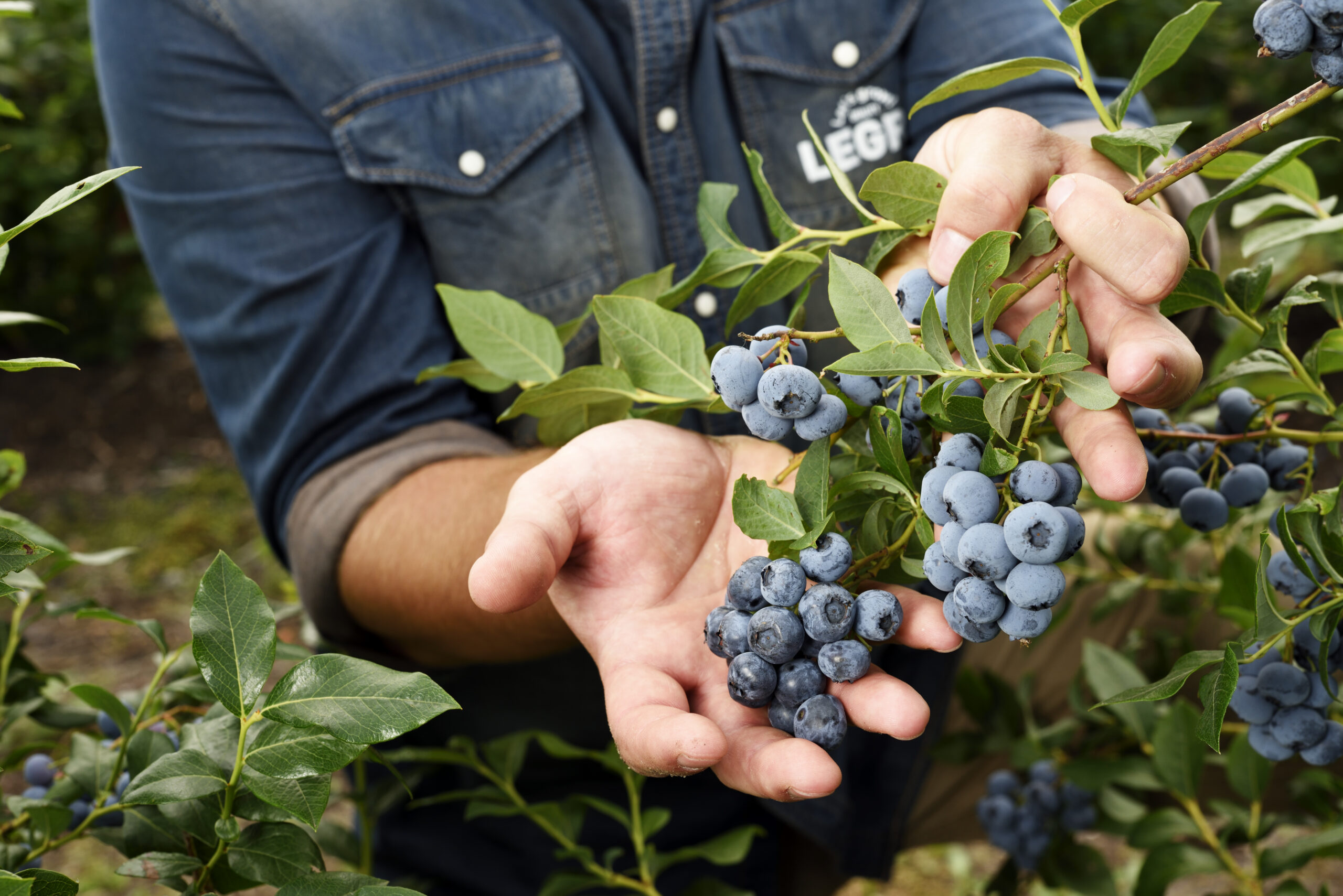 blauwe bessen kwekerij